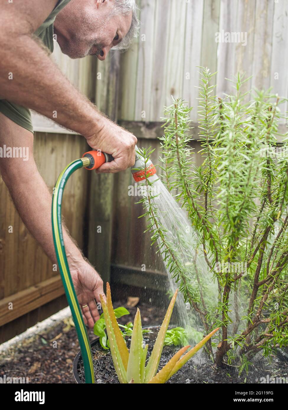 Senior man cuts rosemary in courtyard. Home gardening, herbs and plants in garden Stock Photo