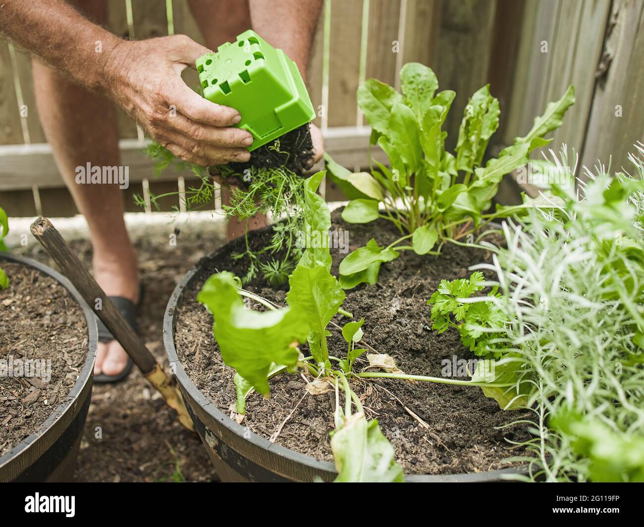 Senior man cuts rosemary in courtyard. Home gardening, herbs and plants in garden Stock Photo