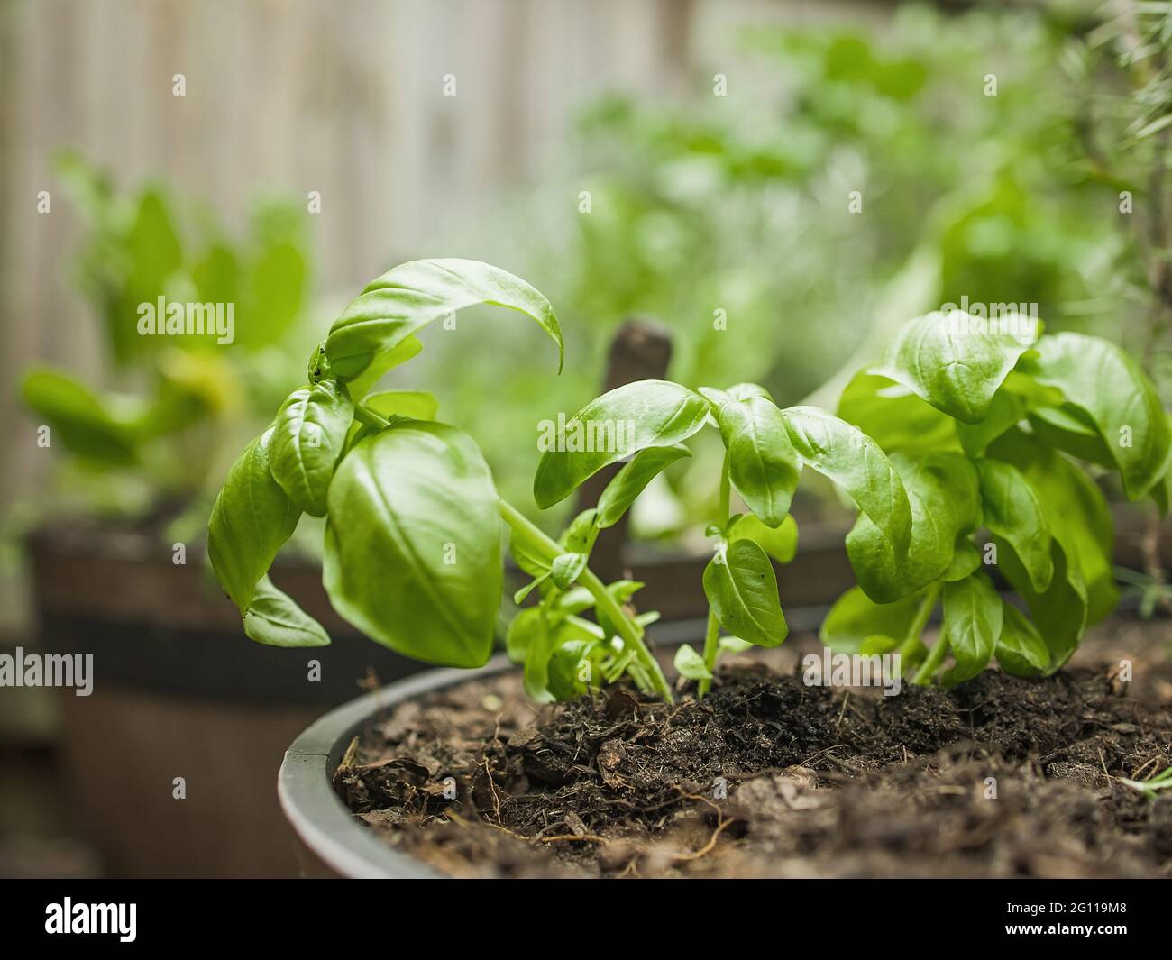 Wooden pot with a variety of fresh green potted culinary herbs growing outdoors in a backyard garden Stock Photo