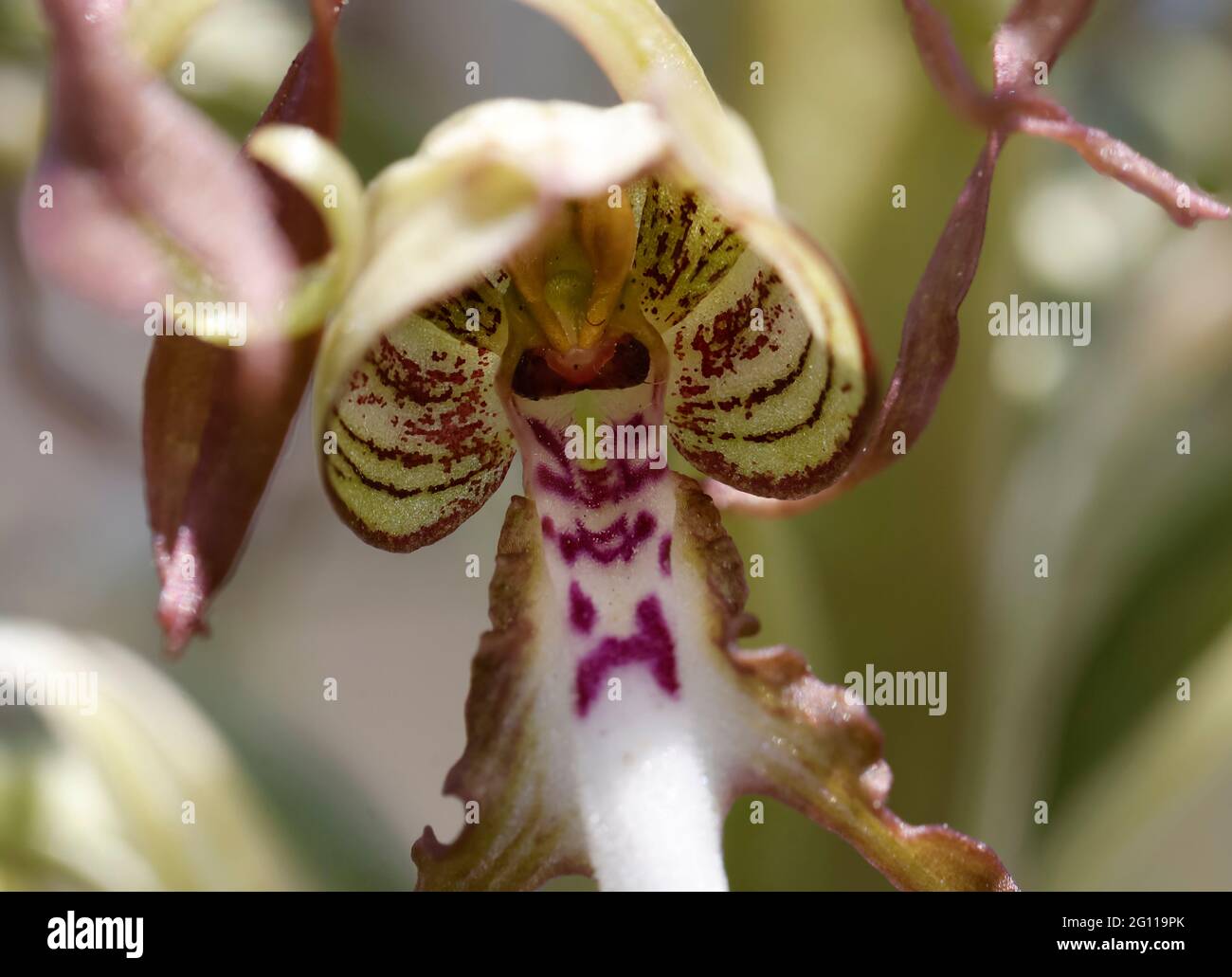 german orchid Himantoglossum hircinum Germany Stock Photo