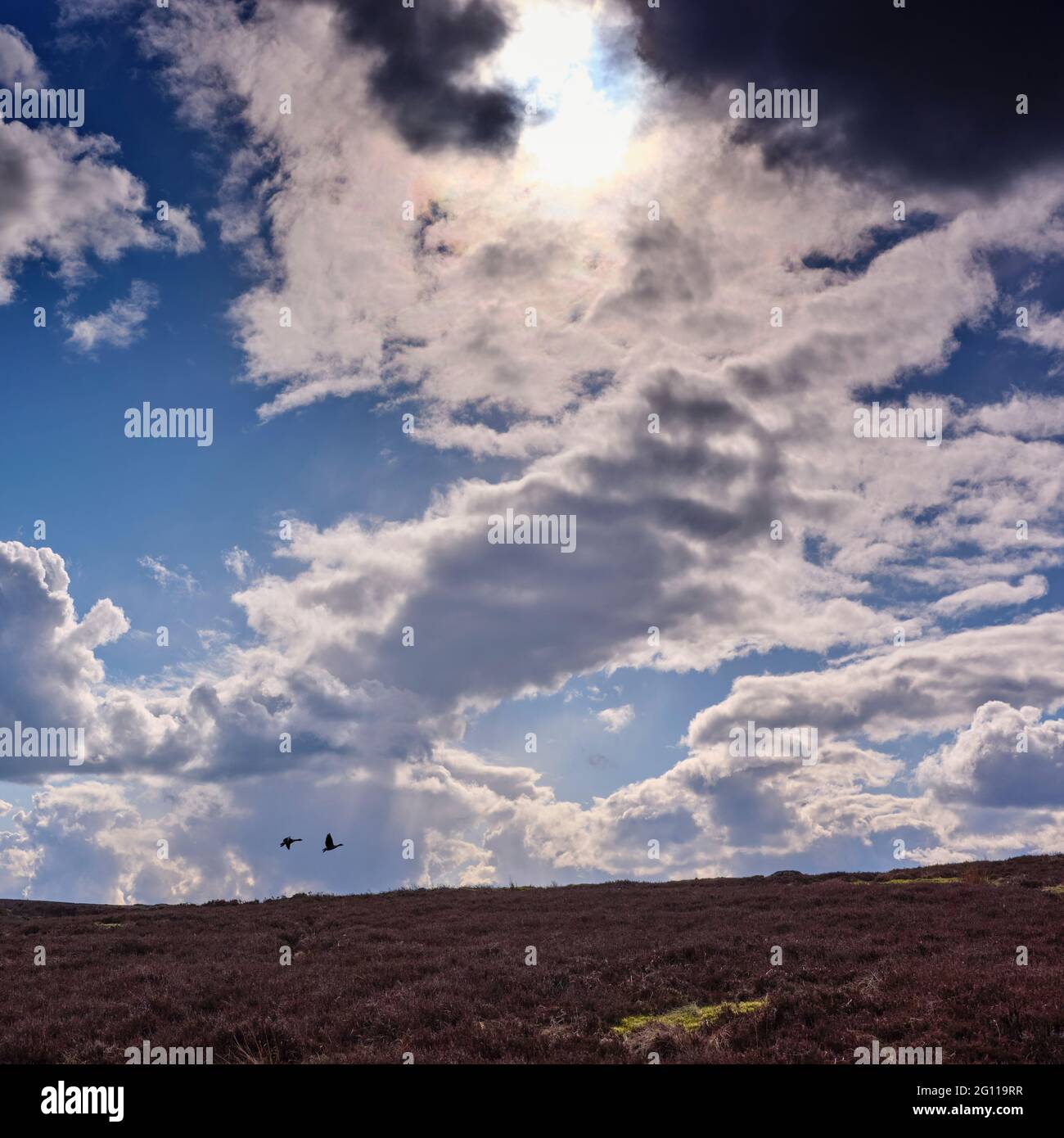 Under a dramatic April sky, two silhouetted geese fly low over North Yorkshire moorland in April Stock Photo