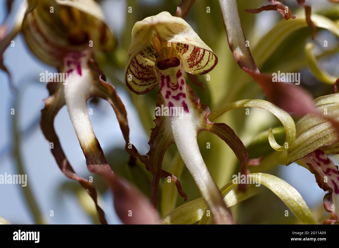 german orchid Himantoglossum hircinum Germany Stock Photo