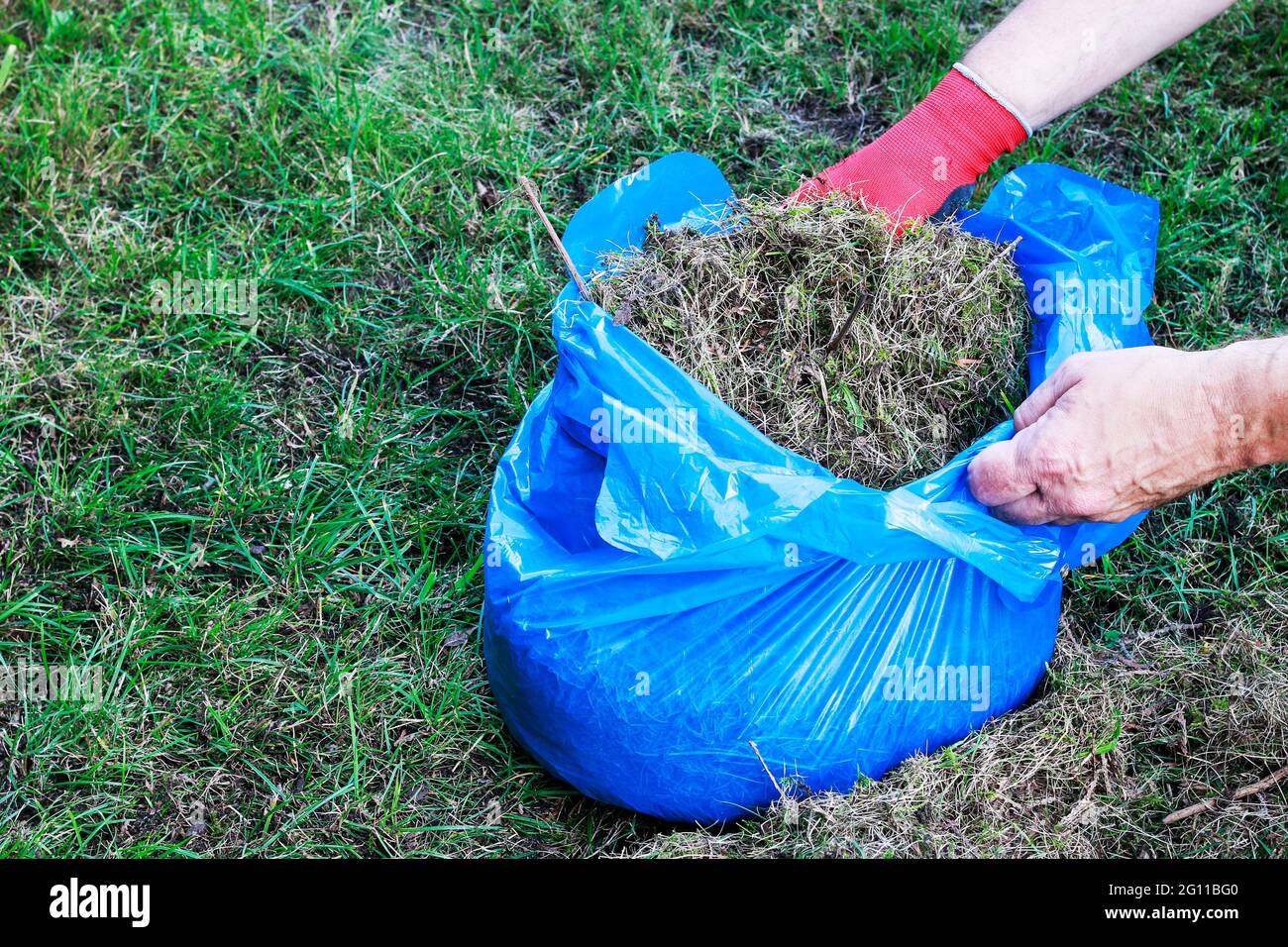 Garbage bag with raked grass. Lawn raking. Work in the garden Stock
