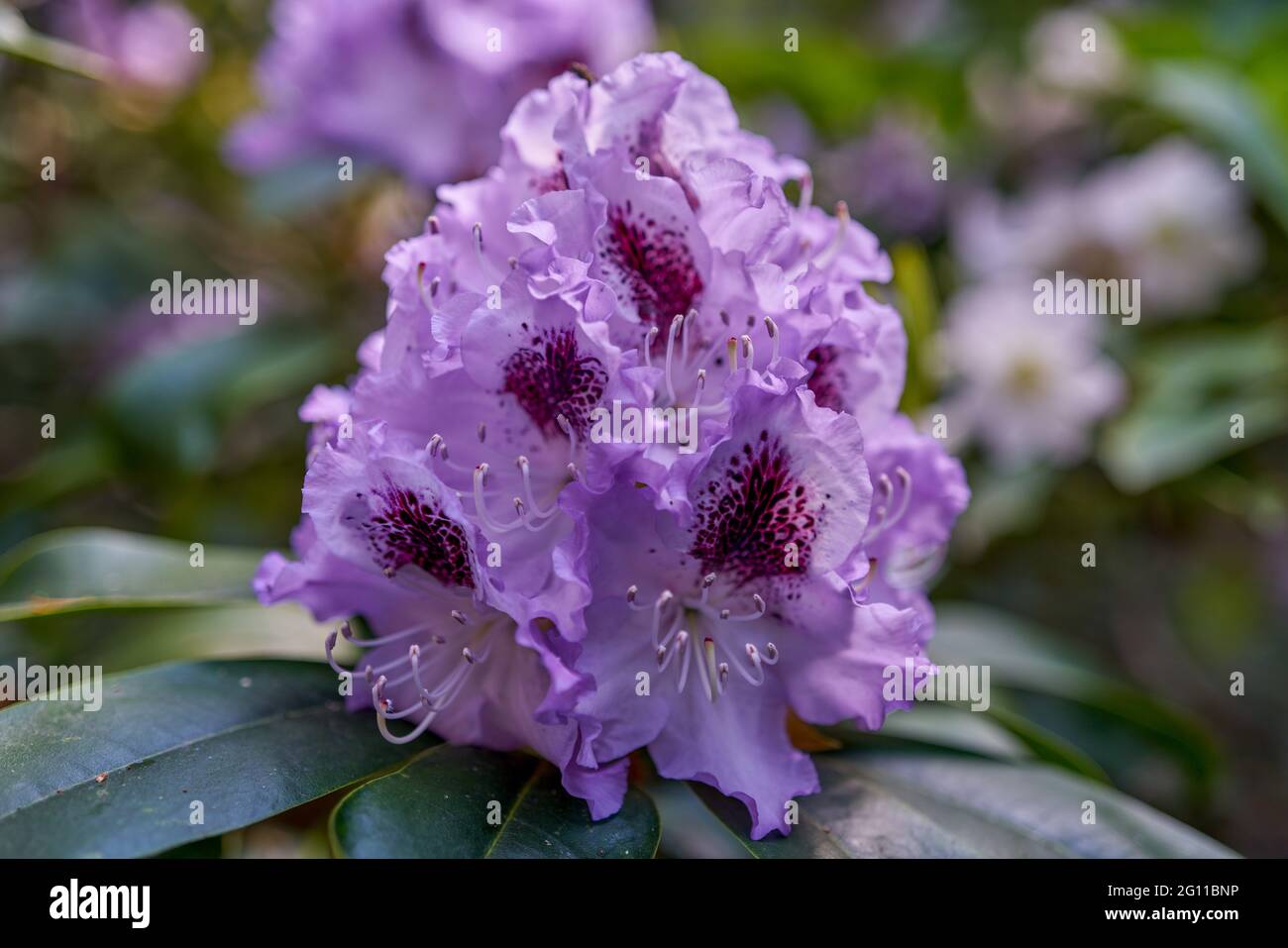 View of azalea rhododendron flower in full bloom close-up beautiful delicate ...