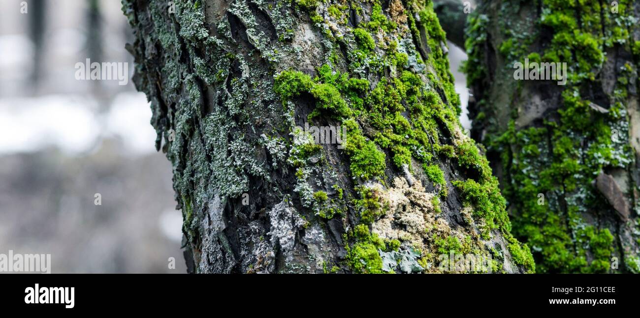Tree trunk in the forest, covered with moss and lichen Stock Photo