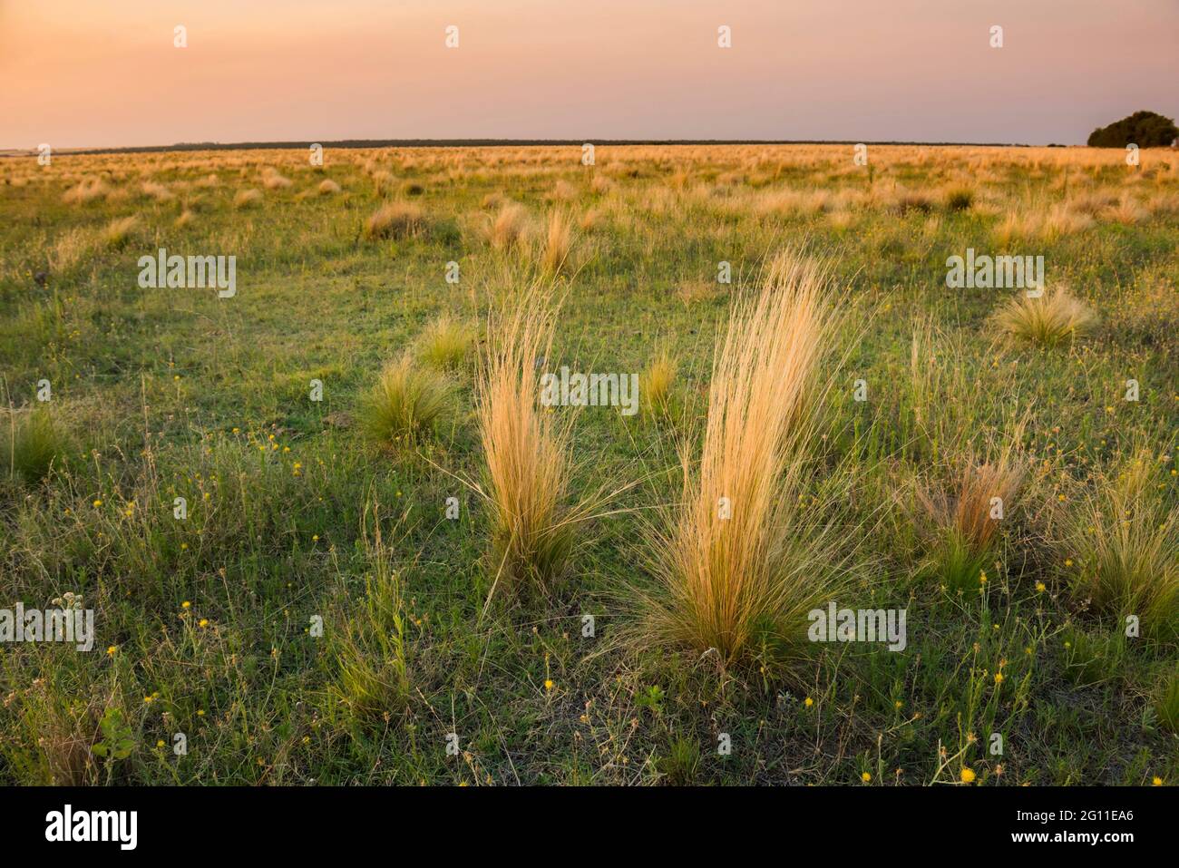 Pampas grassland landscape, La Pampa Province, Patagonia, Argentina