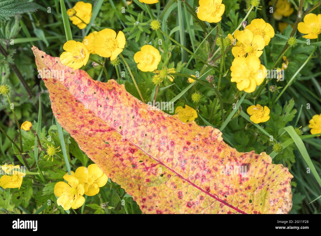 Diseased leaf of Broad-Leaved Dock / Rumex obtusifolius - possibly from Ramularia rubella - among yellow Buttercup flowers. For plant diseases UK. Stock Photo