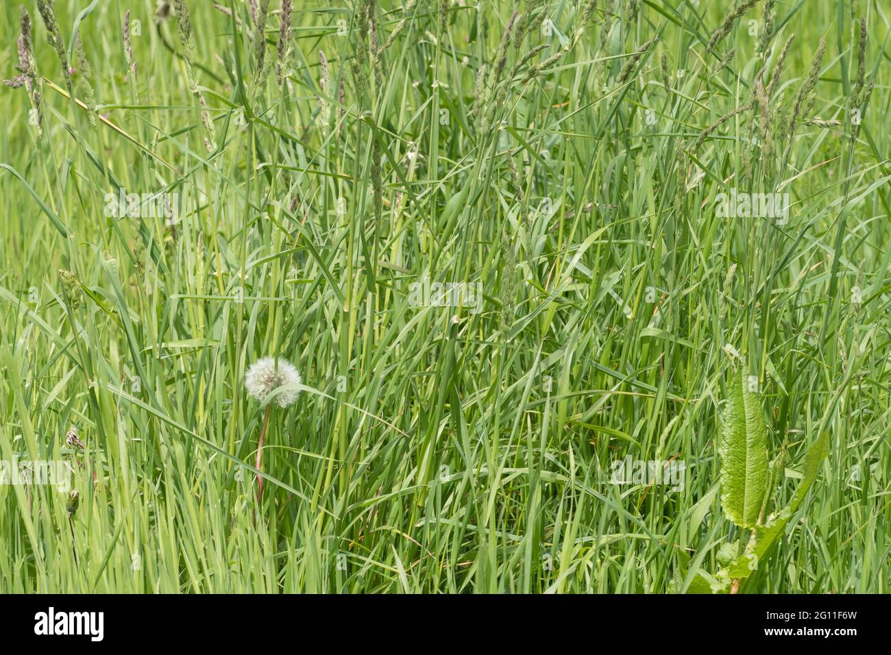 Tall green grasses and weeds with solitary Dandelion clock in rural roadside grass verge. Long grass texture, kicked into the long grass idiom. Stock Photo
