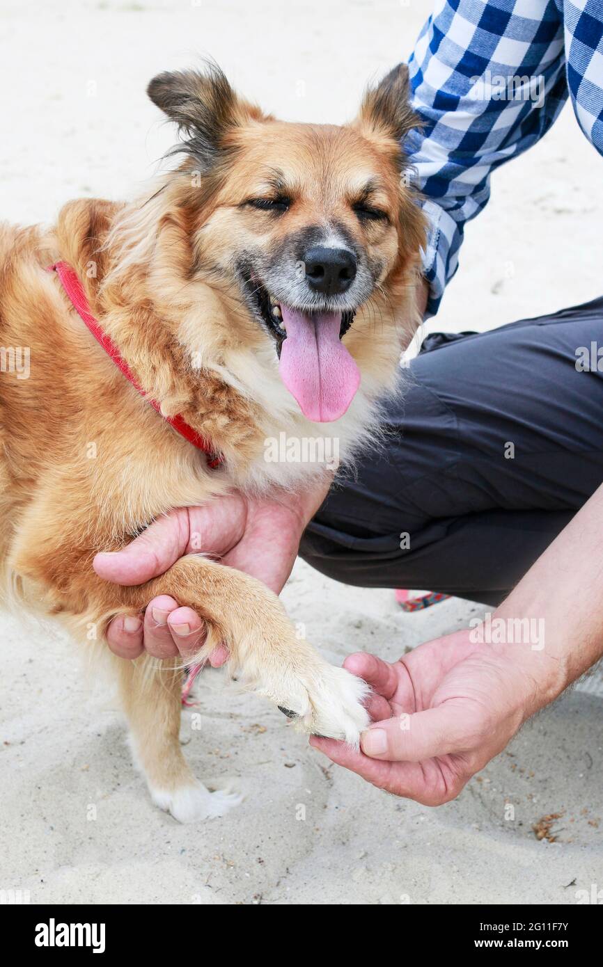 Dog with a hurt paw. Broken nail Stock Photo Alamy
