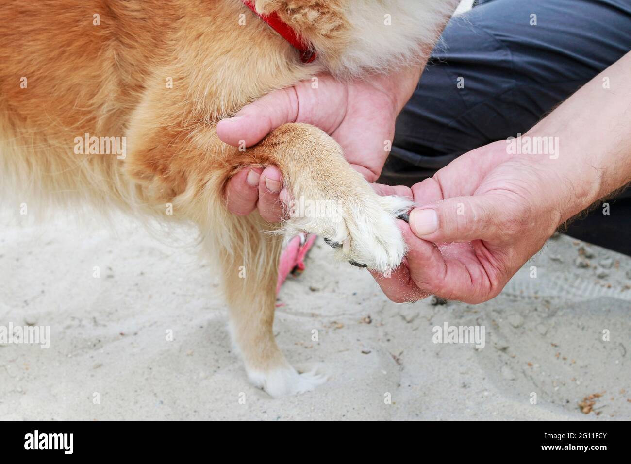Dog with a hurt paw. Broken nail Stock Photo Alamy
