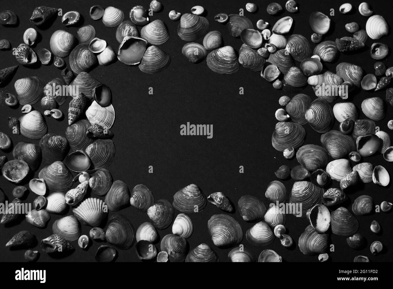 seashell frame black and white sea background Stock Photo