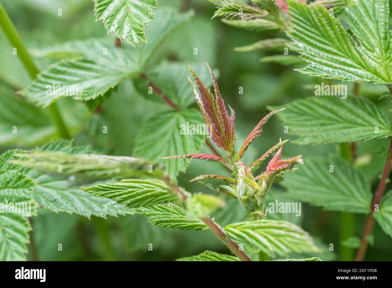 Very young, red-purple tinged, leaves of Meadowsweet / Filipendula ulmaria in roadside ditch. Once used as medicinal plant for aspirin-like content. Stock Photo