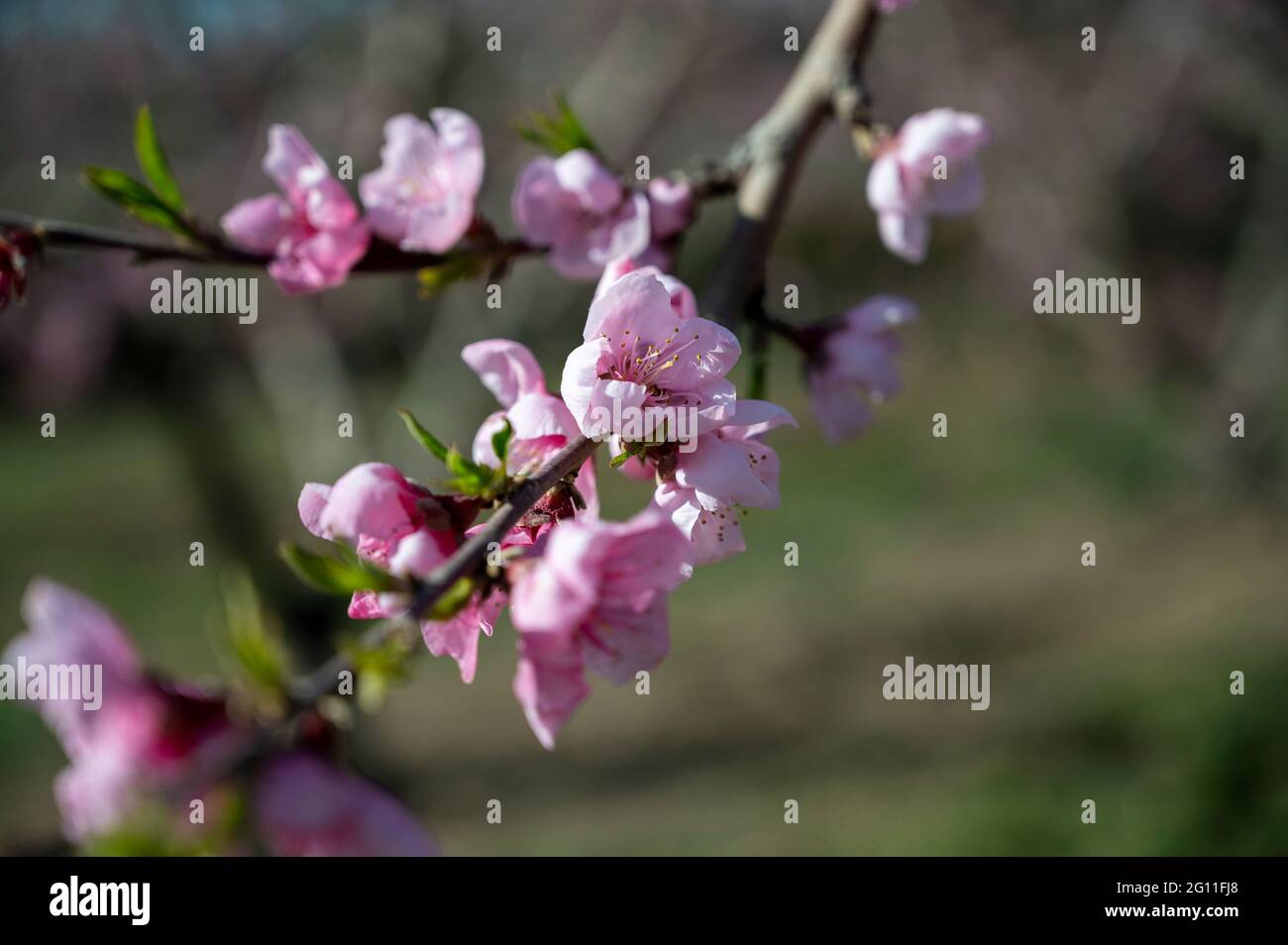 Pink blossoms on a fruit tree within an orchard Stock Photo