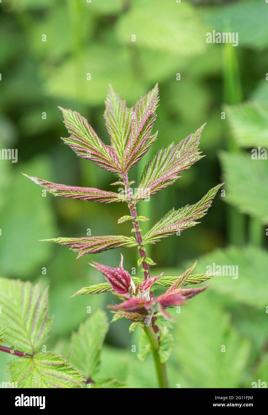 Very young, red-purple tinged, leaves of Meadowsweet / Filipendula ulmaria in roadside ditch. Once used as medicinal plant for aspirin-like content. Stock Photo