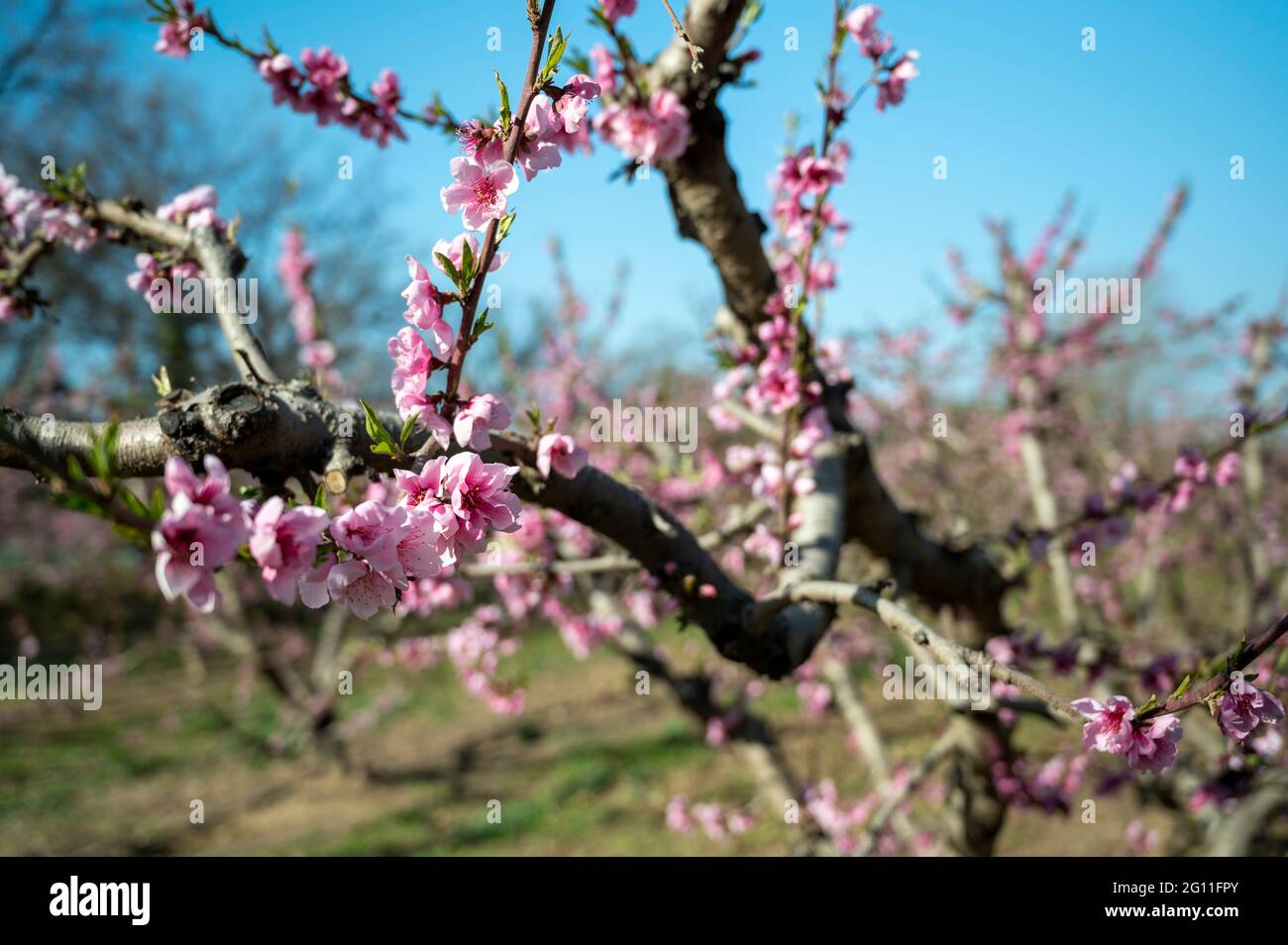 Pink blossoms on a fruit tree within an orchard Stock Photo