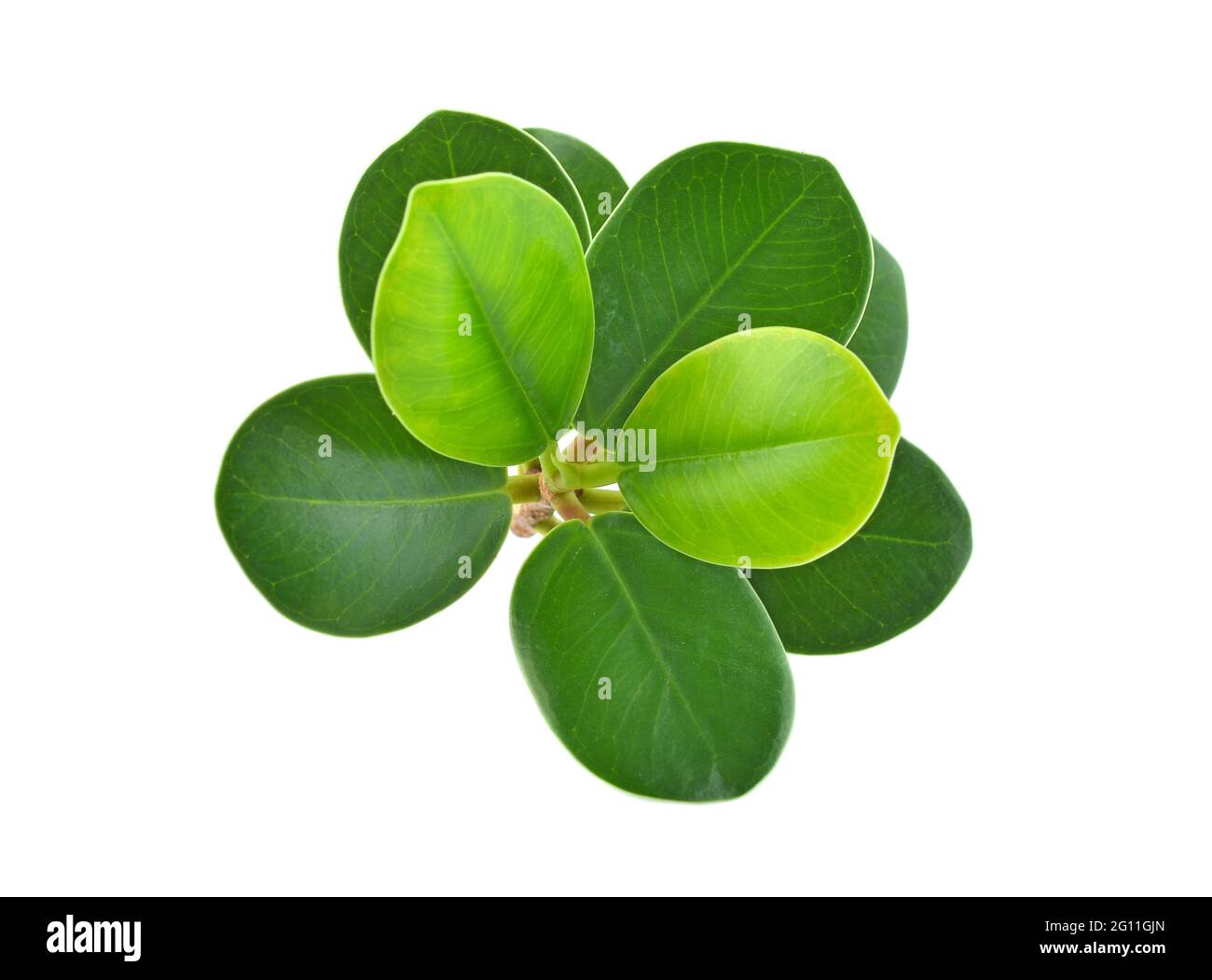 Top view of Ficus annulata isolated on white background Stock Photo