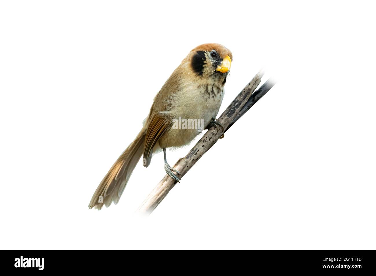 Spot-breasted Parrotbill perching on a perch  isolated on white background Stock Photo