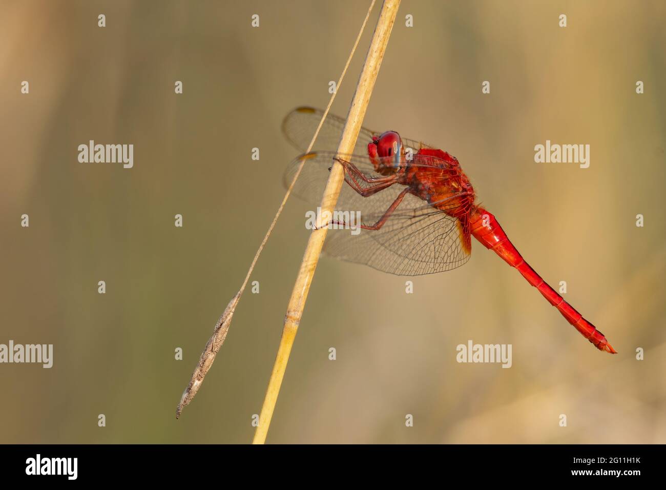 Greater Red Skimmer dragonfly perching on dry grass stem with light brown blur background Stock Photo