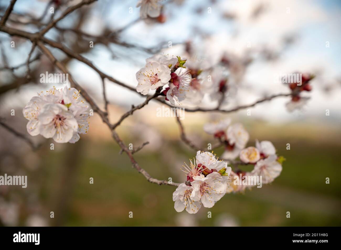 Blossoming of fruit trees in spring Stock Photo