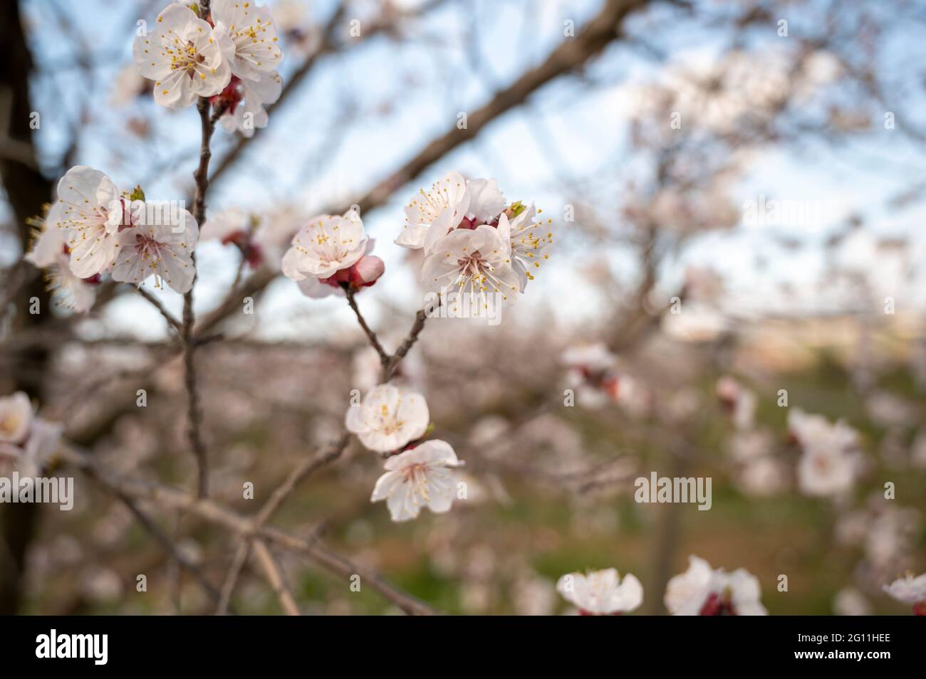 Blossoming of fruit trees in spring Stock Photo