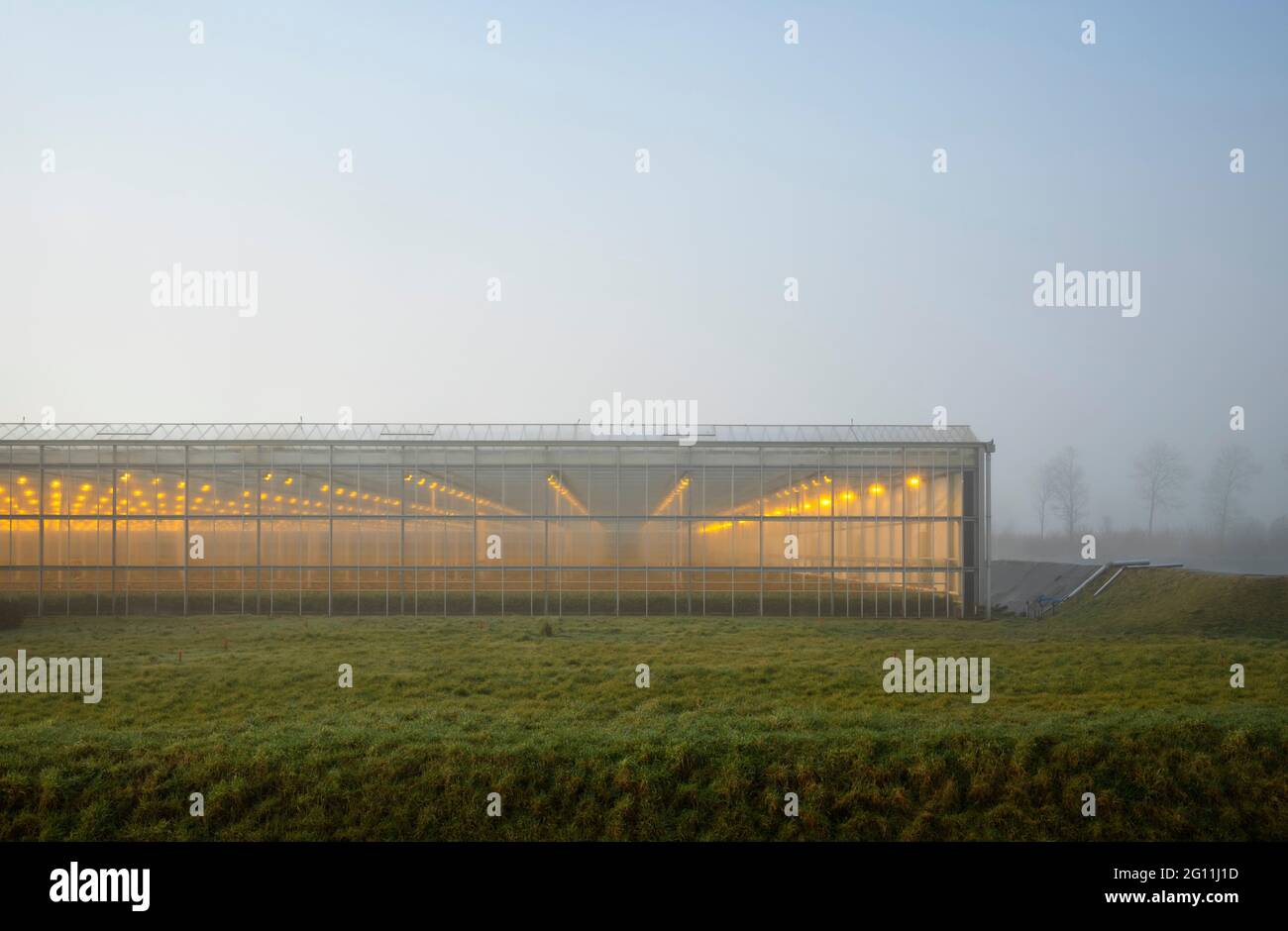 Netherlands, Gelderland, Brakel, Illuminated greenhouse in foggy field Stock Photo