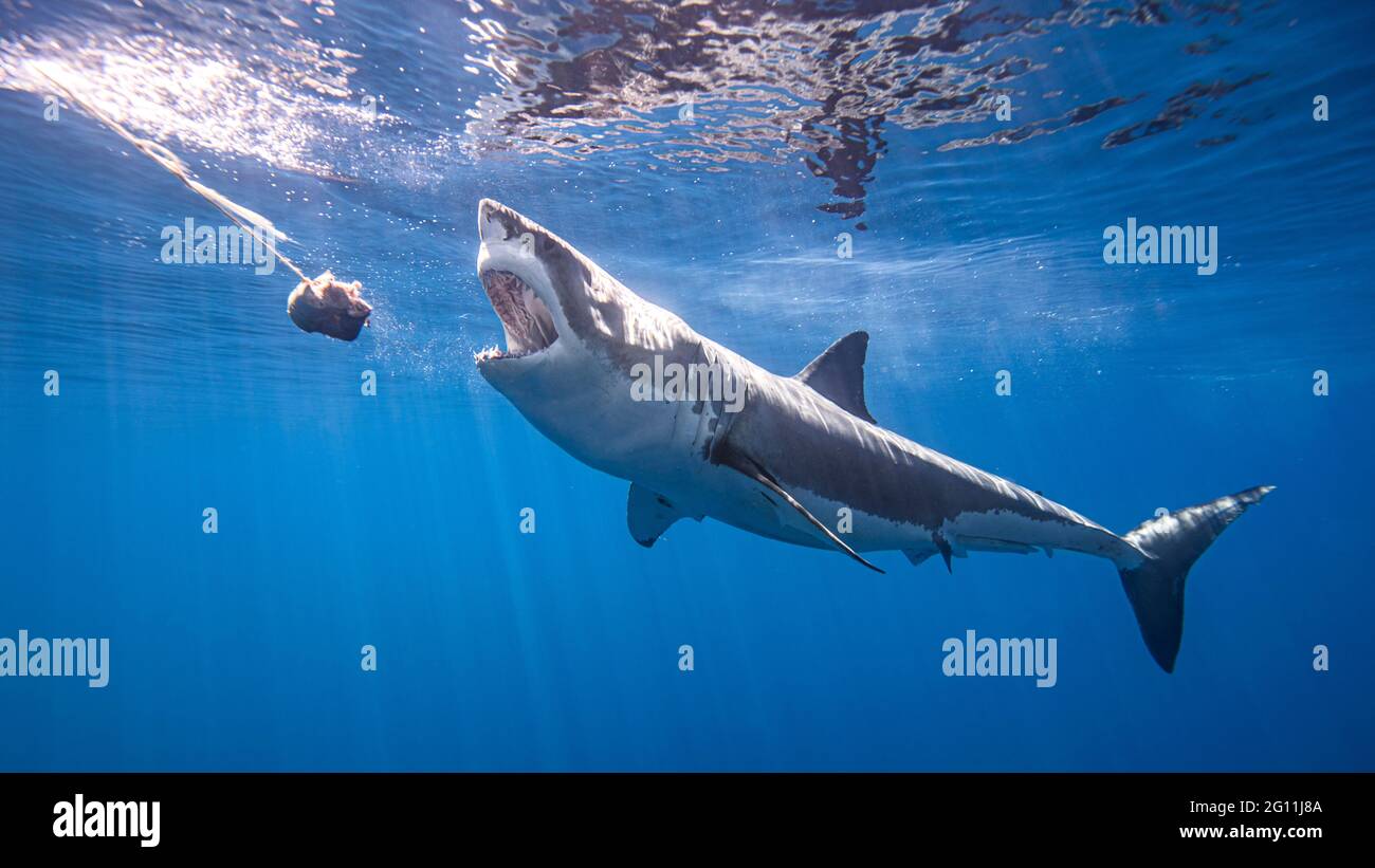 Mexico, Guadalupe Island, Great white shark underwater Stock Photo