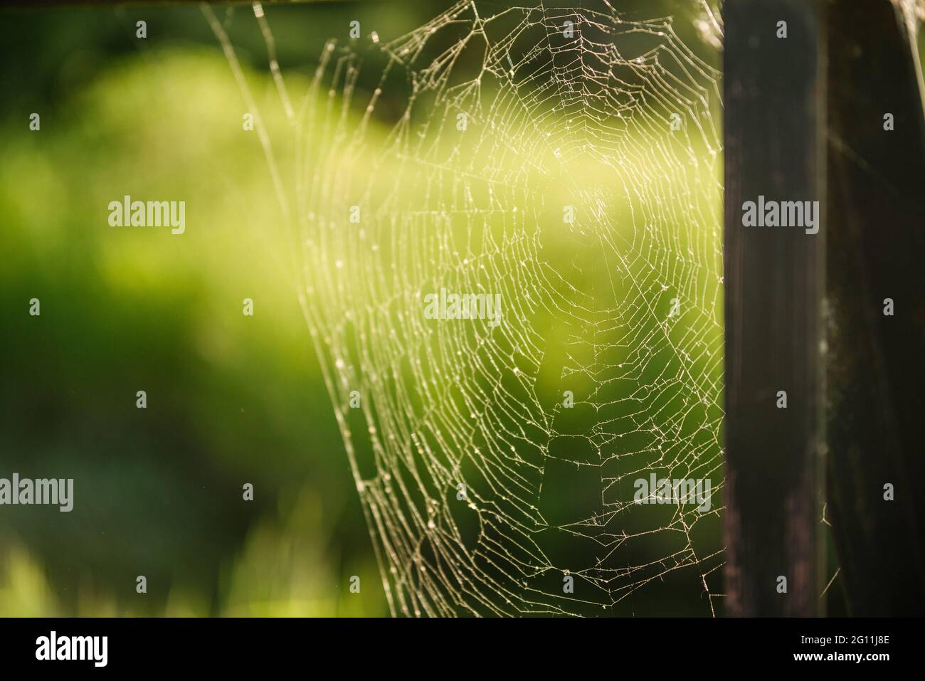 Canada, Ontario, Spiderweb in green field Stock Photo