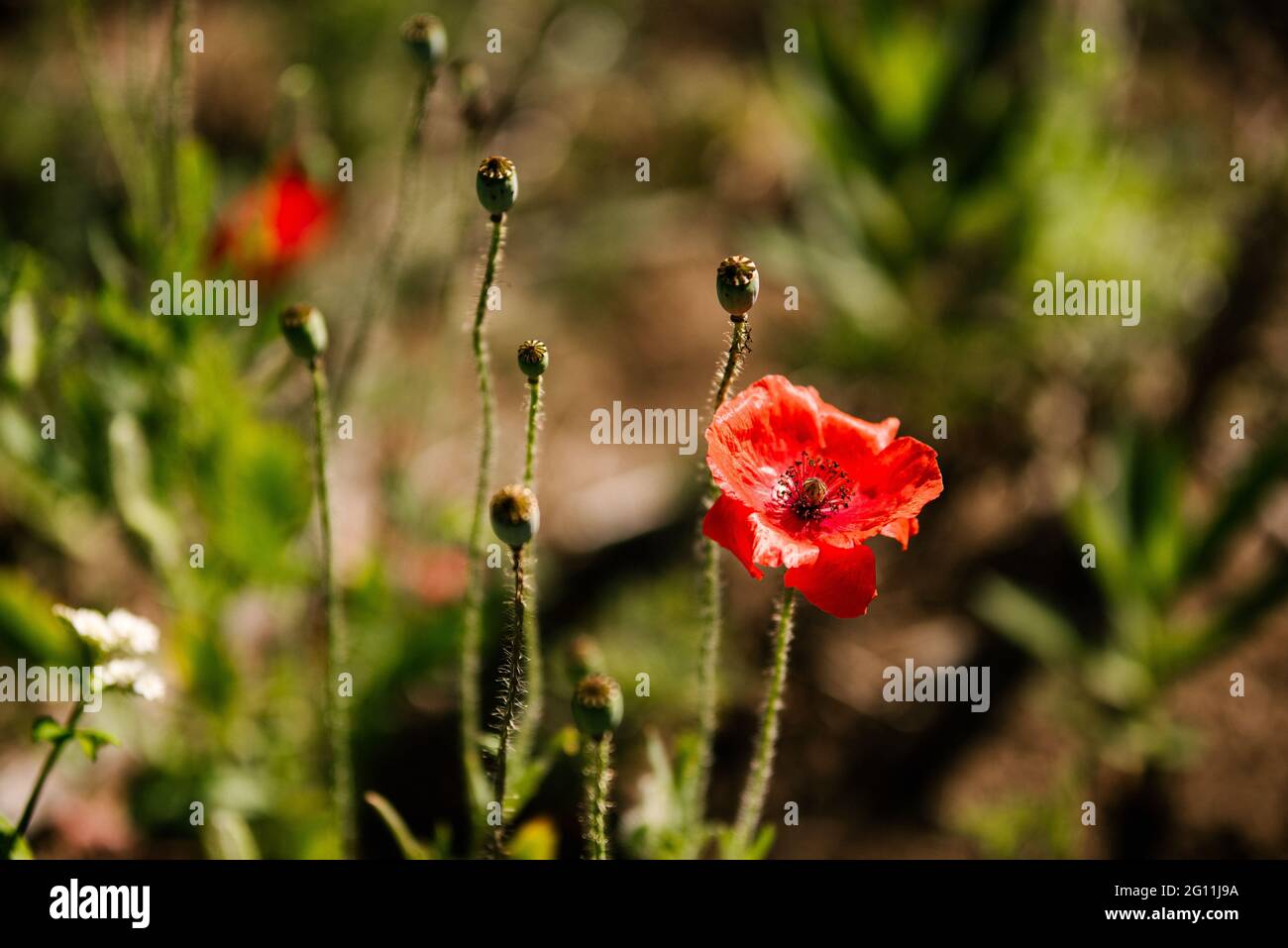 Canada, Ontario, Red poppies growing in field Stock Photo