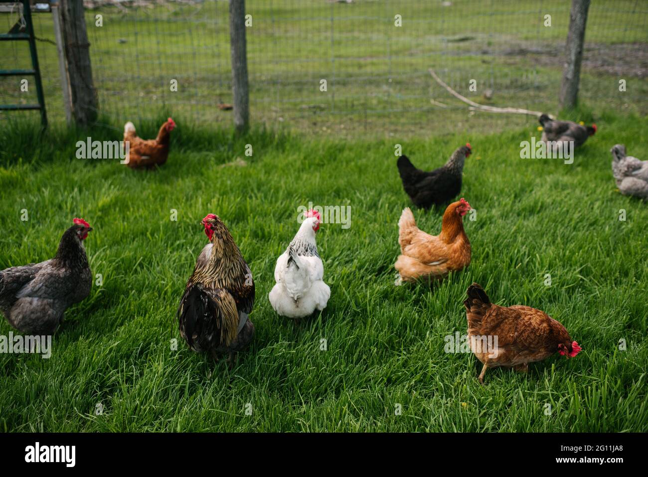 Canada, Ontario, Kingston, Chickens in grassy field Stock Photo