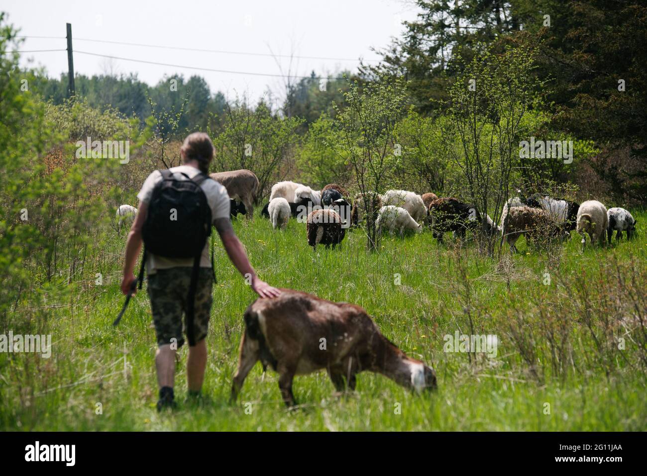 Canada, Ontario, Kingston, Rear view of man walking with goat and sheep in field Stock Photo