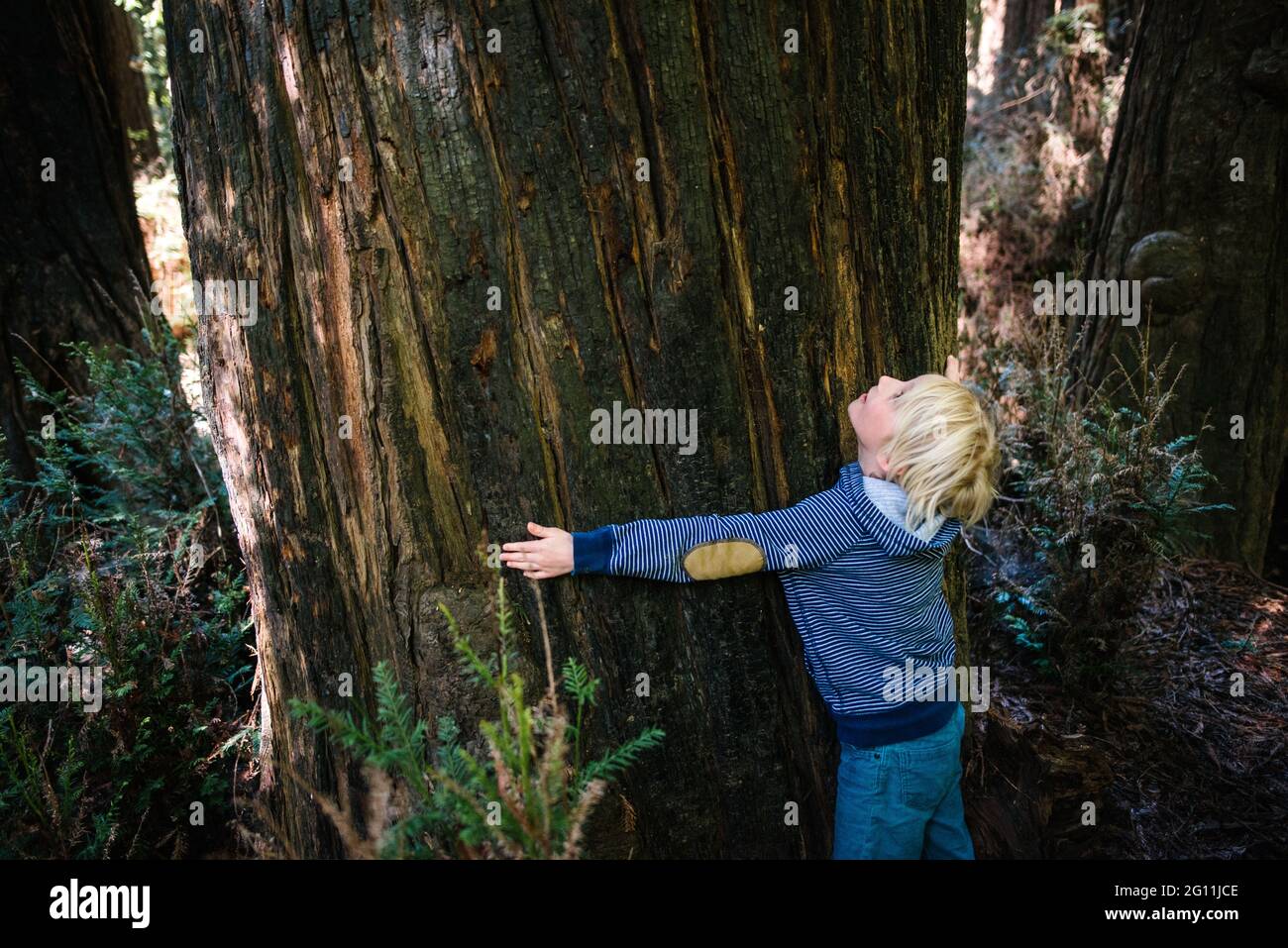 USA, California, Big Sur, Boy hugging big tree trunk Stock Photo