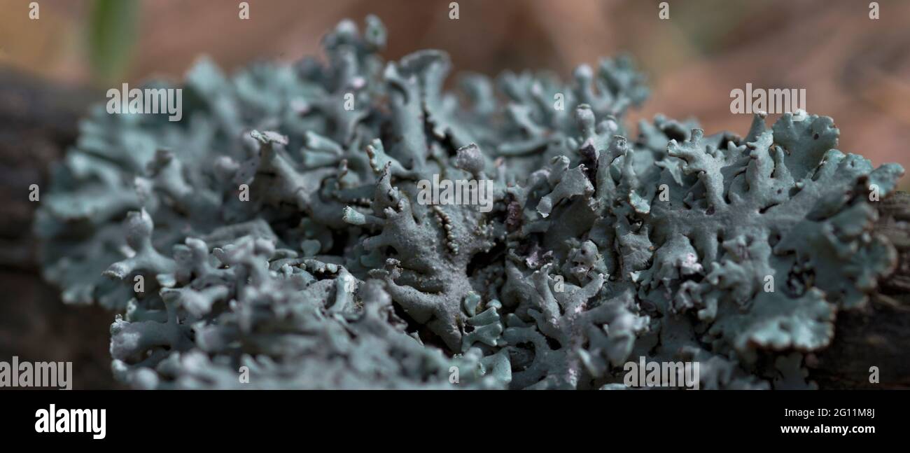 Lichen Hypogymnia physodes on a tree branch.  Stock Photo