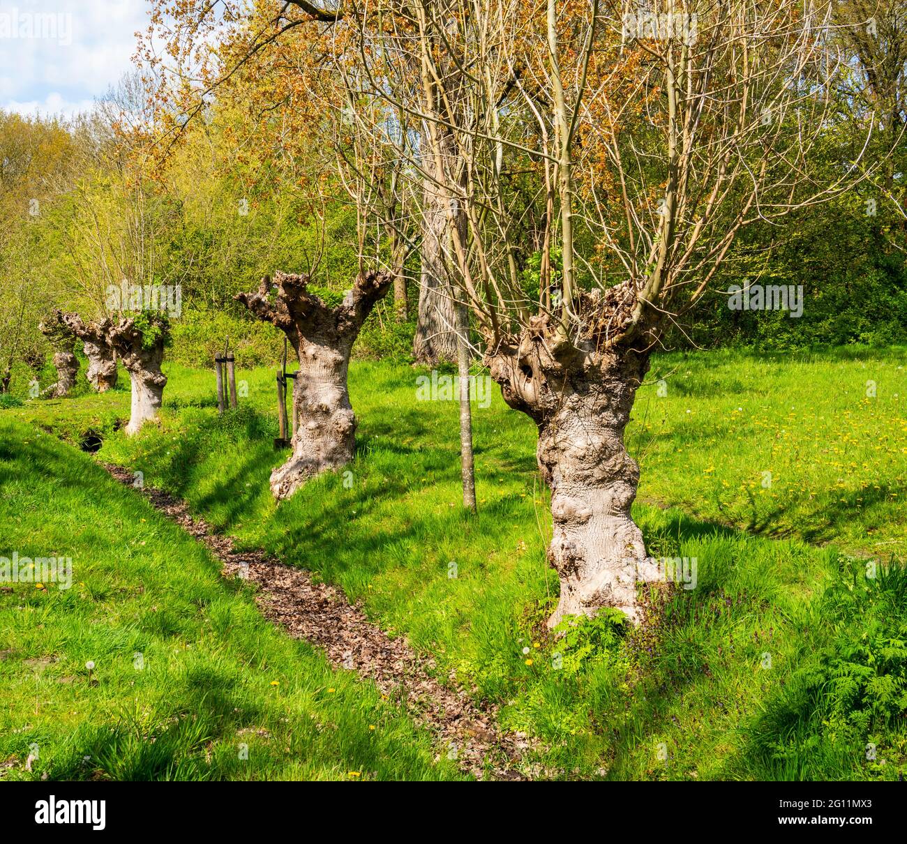 Group of pollarded European ash trees (Fraxinus excelsior) Stock Photo
