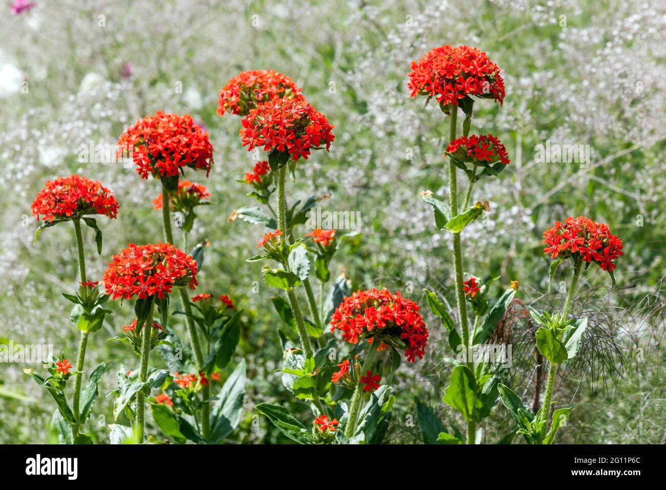 Maltese cross flowers Red Lychnis chalcedonica in flower bed Stock Photo
