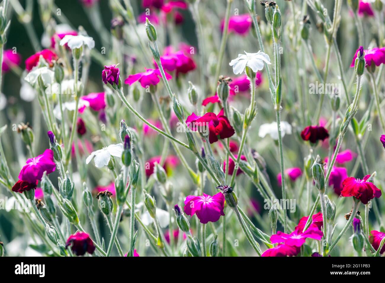 Purple White Rose campion Lychnis coronaria Dusty miller Flowers June Mixed Flower bed Stock Photo