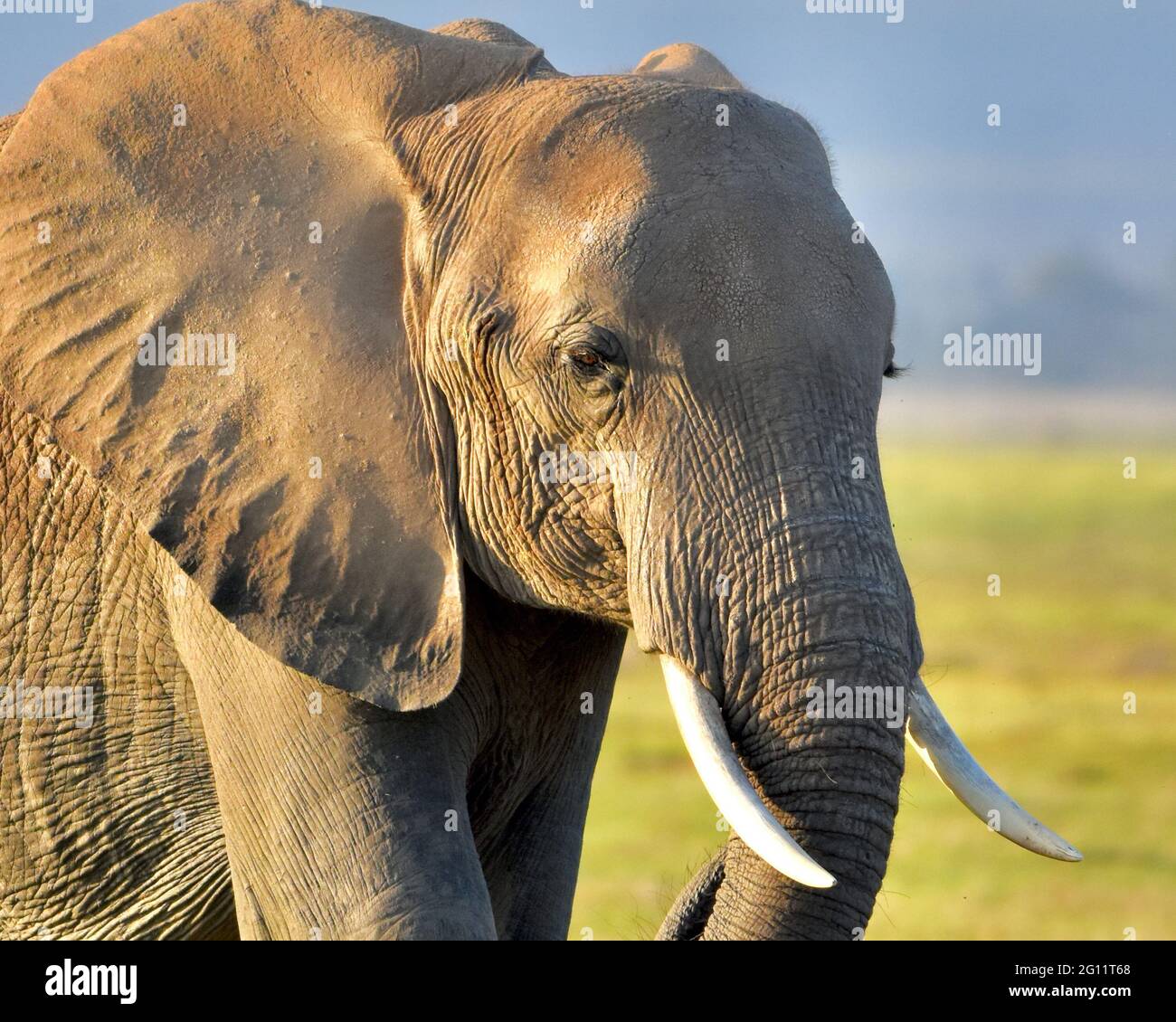 Closeup of a female African elephant (Loxodonta africana) in the golden morning light at Amboseli National Park, Kenya. Stock Photo