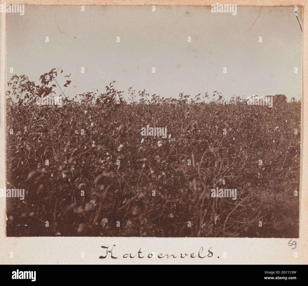 Egypt cotton field hires stock photography and images Alamy