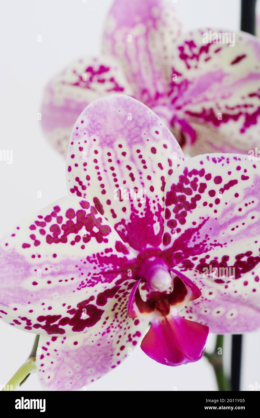 Head of pink orchid flower macro close up view Stock Photo