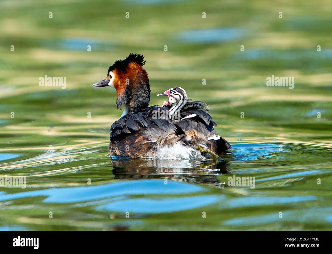 Great Crested Grebe (Podiceps cristatus) carrying a chick on its back, Linlithgow loch, Scotland, UK. Stock Photo