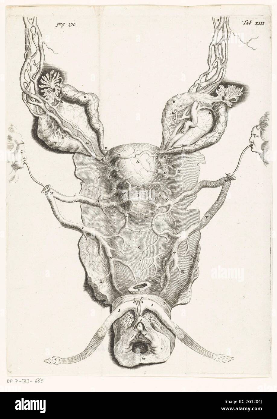Womb (uterus), enlarged. In 1672, physician and anatomist Reinier de Graaf published his De mulierum organis about the female reproductive organs, with anatomically correct prints by Hendrik Bary, and some with little jokes. De Graaf was the first to conclude that a foetus was the product not just of a man’s seed, but also of a woman’s egg. He discovered what he called blisters, which later became known as Graafian follicles. Stock Photo