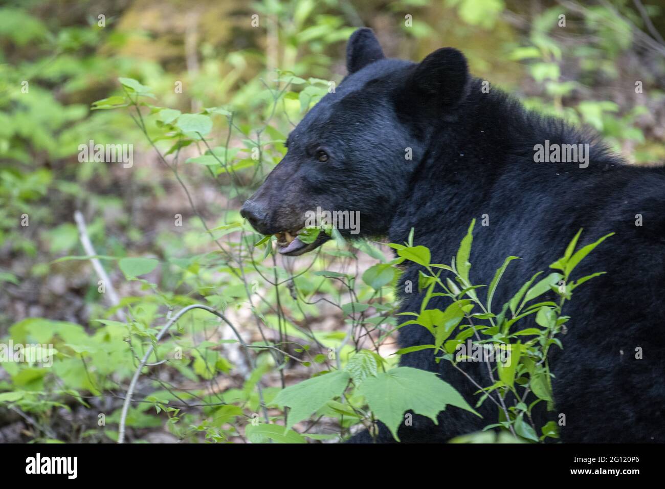 Closeup shot of a large black bear in the woods Stock Photo - Alamy