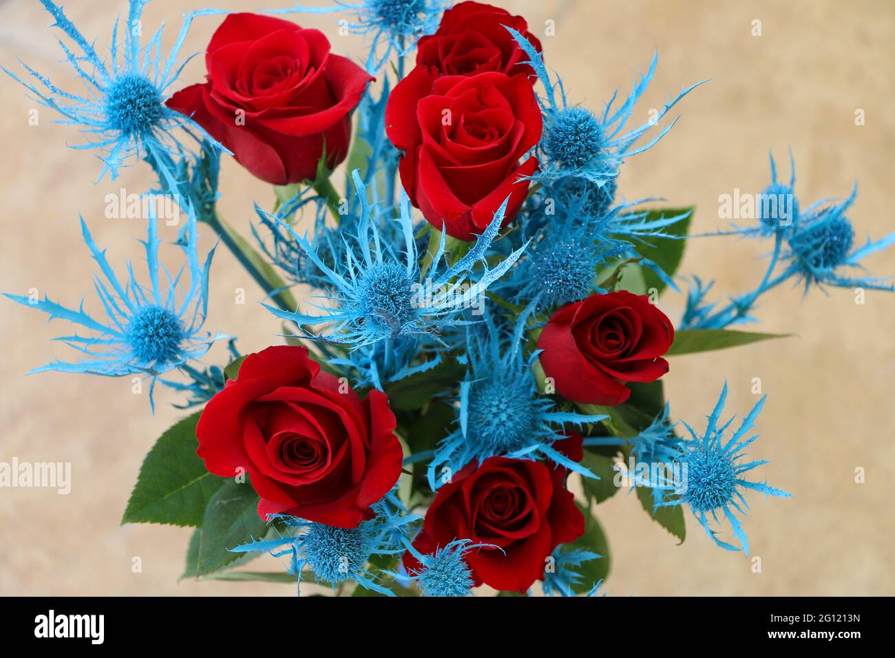 A Close-up of Six Deep Red Roses with Alpine Sea Holly Centered in Image. Stock Photo
