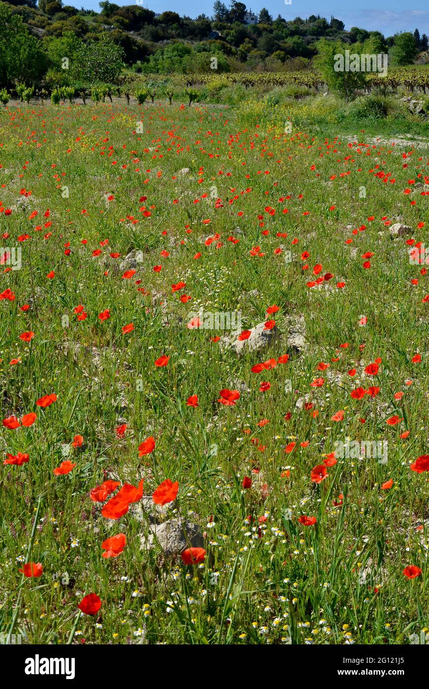 Poppies growing wild in the Cyprus countryside Stock Photo