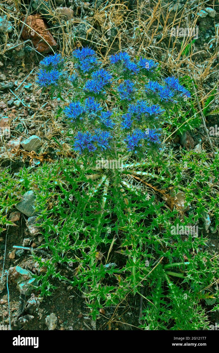 Flowering Cardopatium corymbosum growing wild in the Cyprus countryside Stock Photo
