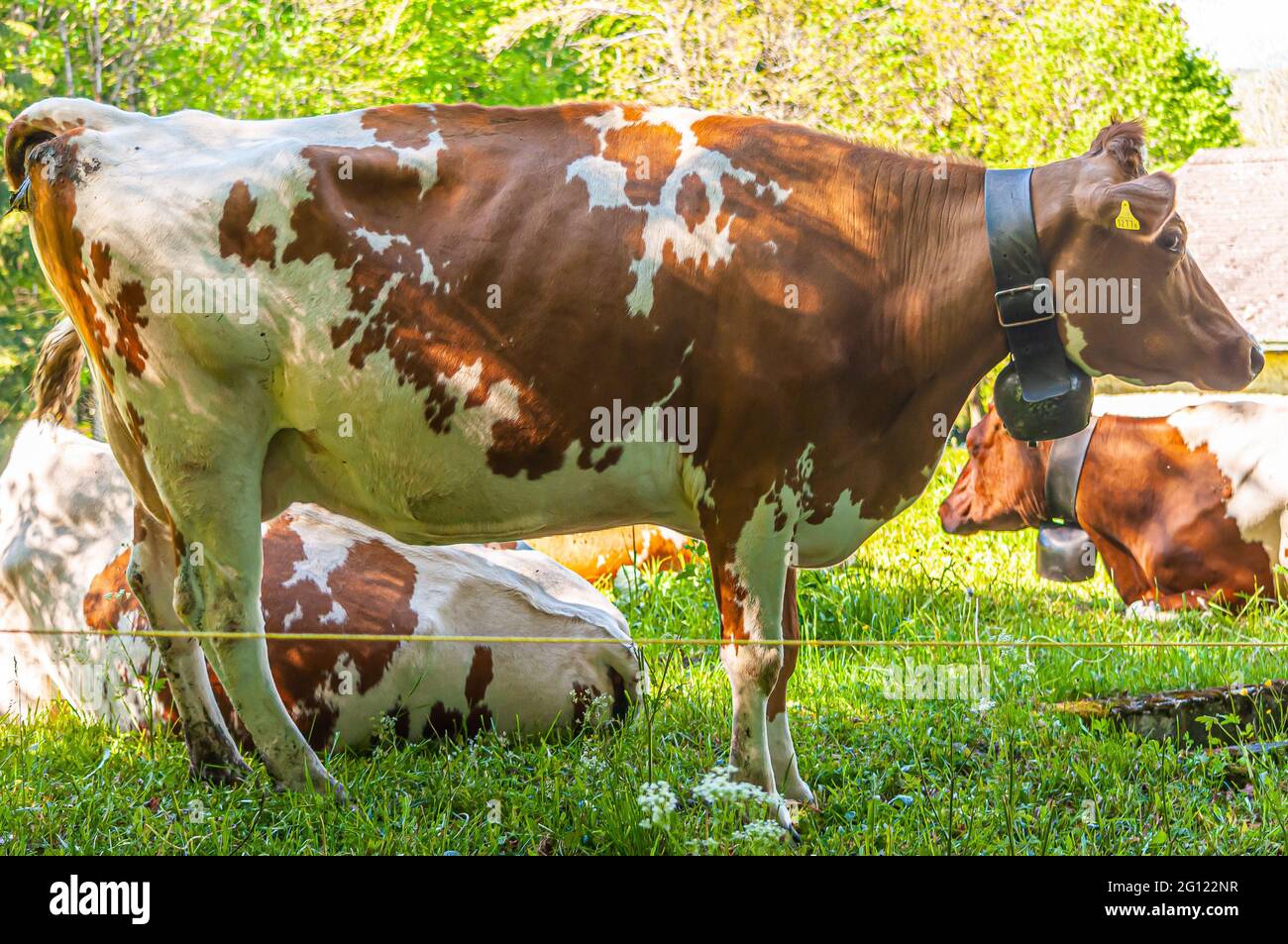 Closeup shot of spotted agricultural cows on a meadow Stock Photo - Alamy