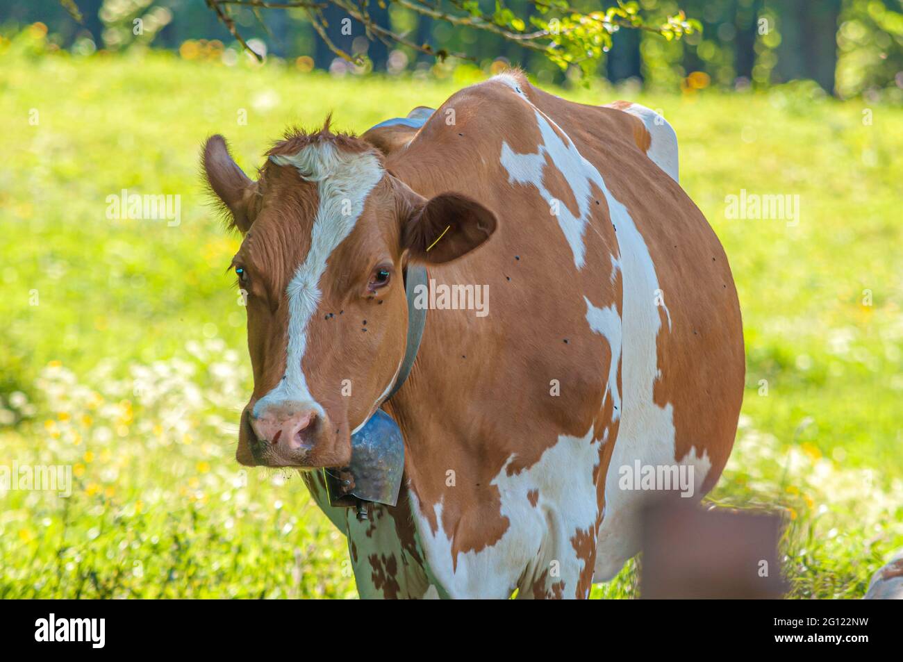 Closeup shot of a spotted agricultural cow on a meadow Stock Photo - Alamy