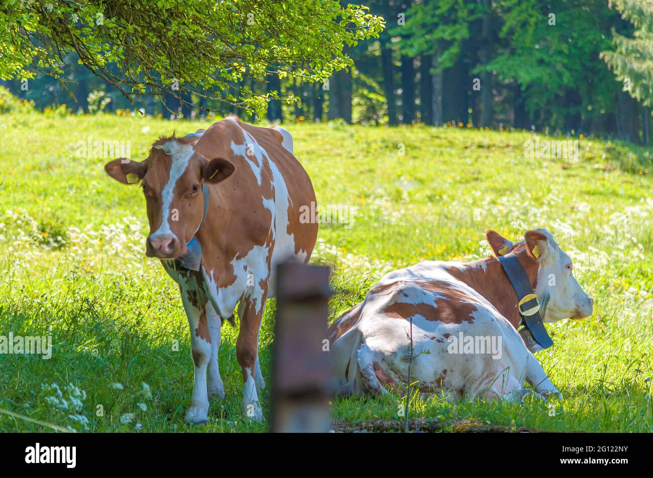 Closeup shot of spotted agricultural cows on a meadow Stock Photo - Alamy