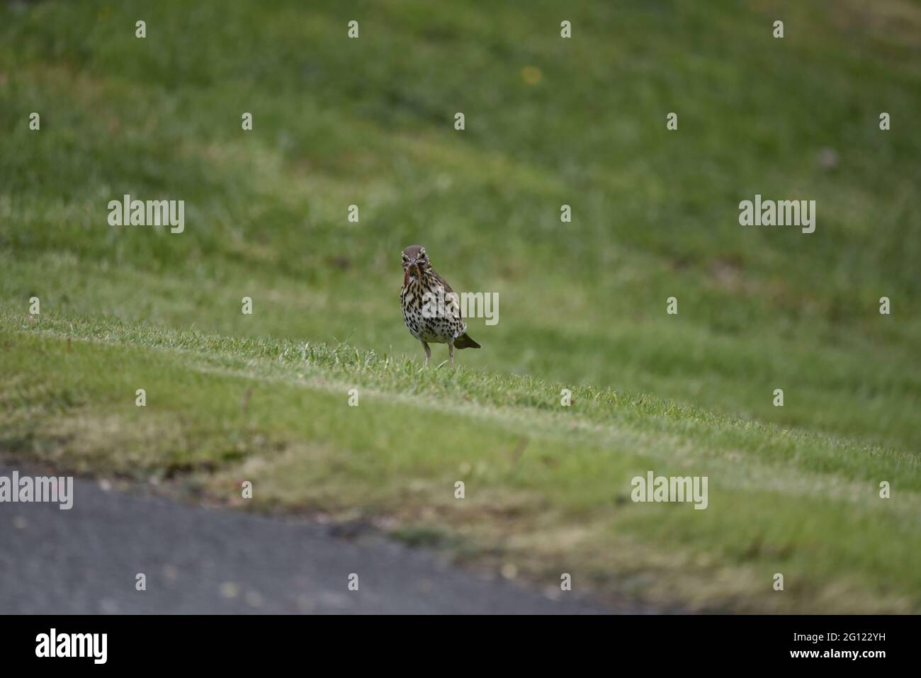 Song Thrush (Turdus philomelos) Facing Camera with a Full Beak of Worms with a Quizzical Expression in Wales in Spring Stock Photo