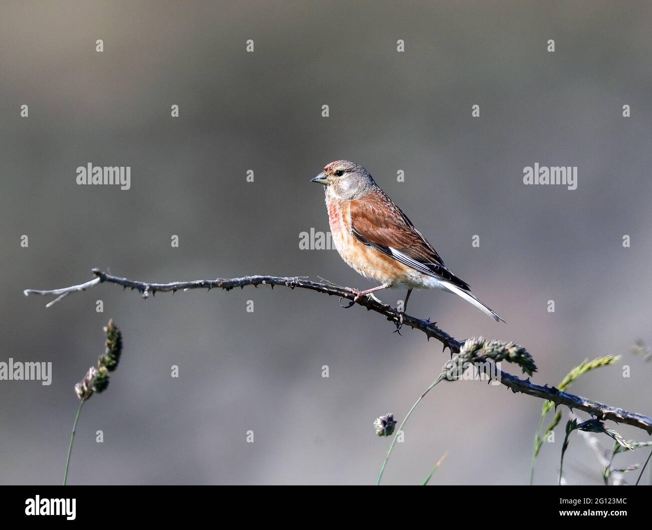 Male Linnet (Linaria cannabina) Stock Photo