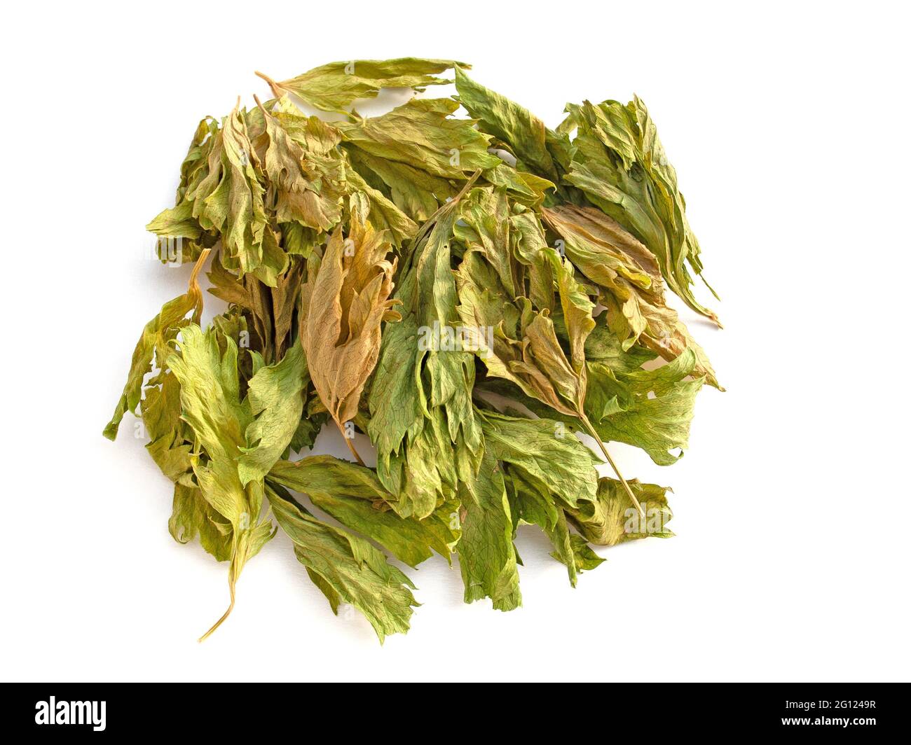 Dried celery leaves against a white background Stock Photo Alamy